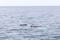 A family of pilot whales forges through the grey waters of the Norwegian Sea, with the distant shores of the Lofoten Islands near Royalty Free Stock Photo