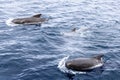 A family of pilot whales frolics in the chilly waters near Lofoten Islands, their bodies making ripples on the surface Royalty Free Stock Photo