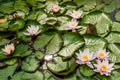 A family of pink waterlilies floating on a pond.