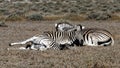 Plains zebra family group lying down, Etosha National Park, Namibia, Africa