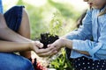 Family planting a new tree for the future