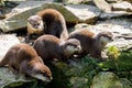 Family of European otter Lutra lutra Royalty Free Stock Photo