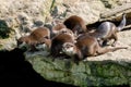 Family of European otter Lutra lutra Royalty Free Stock Photo