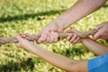 Family playing tug of war Royalty Free Stock Photo