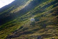 Family of polar bears on Northbrook island Franz Josef Land Royalty Free Stock Photo