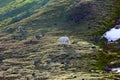 Family of polar bears on Northbrook island Franz Josef Land Royalty Free Stock Photo