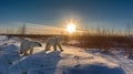 Family of polar bears standing on snow