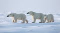 Family of polar bears standing on snow