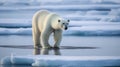 Family of polar bears standing on snow