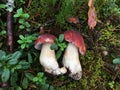 Family of porcini mushrooms