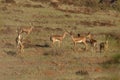 Family Portrait of Chinkara or Indian gazelle, Gazella bennettii closeup Royalty Free Stock Photo