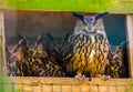 Family portrait of eurasian owls, popular bird specie form Eurasia Royalty Free Stock Photo