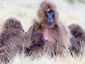 Family portrait of Gelada Monkey Theropithecus gelada with baby Semien Mountains Ethiopia