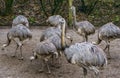 Family portrait of a group of American rheas standing together, tropical flightless birds from America, Near threatened animals Royalty Free Stock Photo