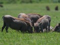 Family portrait of group of wild warthogs Phacochoerus africanus feeding together in meadow Bale Mountains National Park