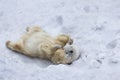 Polar bear with cub. Mother love. Royalty Free Stock Photo