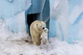 Polar bear with cub. Mother love. Royalty Free Stock Photo