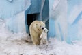 Polar bear with cub. Mother love.