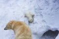 Polar bear with cub. Mother love. Royalty Free Stock Photo