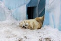 Polar bear with cub. Mother love. Royalty Free Stock Photo