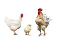 family portrait poultry chicken, red rooster bright yellow little chicken on a white isolated background