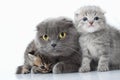 Family portrait of Scottish fold ear mother cat with her kittens Royalty Free Stock Photo