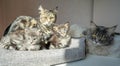 Family portrait of sweet maine coon cats kittens