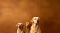 Family Portrait of Two Puppies with Father Against a Brown Wall with Plenty of Space for Text and Titles