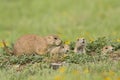 Family of prairie dogs