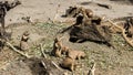 A Family of Prairie Dogs taking care of daily businesses Royalty Free Stock Photo