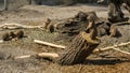 A Family of Prairie Dogs taking care of daily businesses Royalty Free Stock Photo