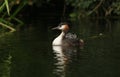 A family of stunning Great Crested Grebe Podiceps cristatus swimming in a river. The babies that are being carried on the parent Royalty Free Stock Photo