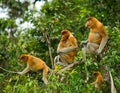 Family of proboscis monkeys sitting in a tree in the jungle. Indonesia. The island of Borneo Kalimantan. Royalty Free Stock Photo