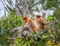 Family of proboscis monkeys sitting in a tree in the jungle. Indonesia. The island of Borneo Kalimantan. Royalty Free Stock Photo