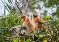 Family of proboscis monkeys sitting in a tree in the jungle. Indonesia. The island of Borneo Kalimantan. Royalty Free Stock Photo