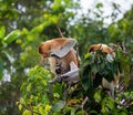 Family of proboscis monkeys sitting in a tree in the jungle. Indonesia. The island of Borneo Kalimantan. Royalty Free Stock Photo