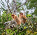 Family of proboscis monkeys sitting in a tree in the jungle. Indonesia. The island of Borneo Kalimantan. Royalty Free Stock Photo