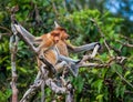 Family of proboscis monkeys sitting in a tree in the jungle. Indonesia. The island of Borneo Kalimantan. Royalty Free Stock Photo