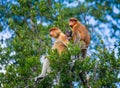 Family of proboscis monkeys sitting in a tree in the jungle. Indonesia. The island of Borneo Kalimantan. Royalty Free Stock Photo