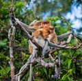 Family of proboscis monkeys sitting in a tree in the jungle. Indonesia. The island of Borneo Kalimantan. Royalty Free Stock Photo