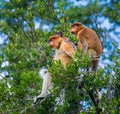 Family of proboscis monkeys sitting in a tree in the jungle. Indonesia. The island of Borneo Kalimantan. Royalty Free Stock Photo