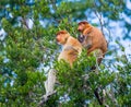 Family of proboscis monkeys sitting in a tree in the jungle. Indonesia. The island of Borneo Kalimantan. Royalty Free Stock Photo