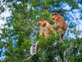 Family of proboscis monkeys sitting in a tree in the jungle. Indonesia. The island of Borneo Kalimantan. Royalty Free Stock Photo