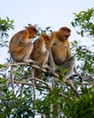 Family of proboscis monkeys sitting in a tree in the jungle. Indonesia. The island of Borneo Kalimantan. Royalty Free Stock Photo