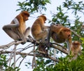 Family of proboscis monkeys sitting in a tree in the jungle. Indonesia. The island of Borneo Kalimantan. Royalty Free Stock Photo