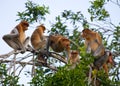 Family of proboscis monkeys sitting in a tree in the jungle. Indonesia. The island of Borneo Kalimantan. Royalty Free Stock Photo