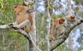 Family of Proboscis Monkeys sitting on a tree in the wild green rainforest on Borneo Island. The proboscis monkey Nasalis larvatu