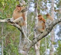 Family of Proboscis Monkeys sitting on a tree in the wild green rainforest on Borneo Island. The proboscis monkey Nasalis larvatu