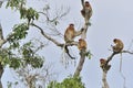 Family of Proboscis Monkeys sitting on a tree in the wild green rainforest on Borneo Island. The proboscis monkey Nasalis larvatu Royalty Free Stock Photo