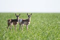 A family of Pronghorn Antelope on the Prairies Royalty Free Stock Photo